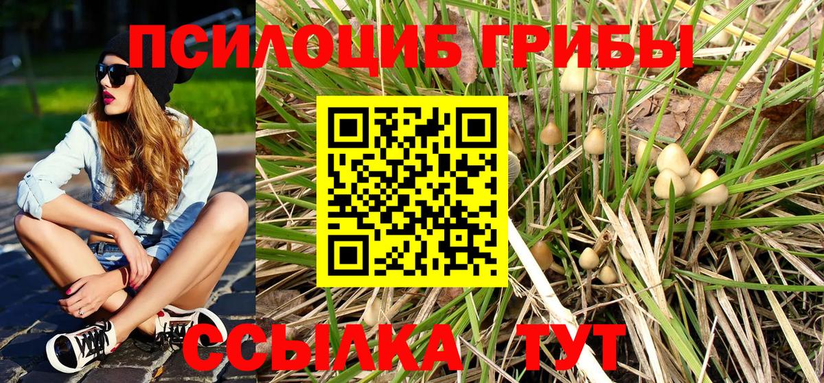 Галлюциногенные грибы Psilocybe  Вход с VPN  Ессентуки 